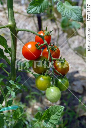 Mini Tomato 87715437
