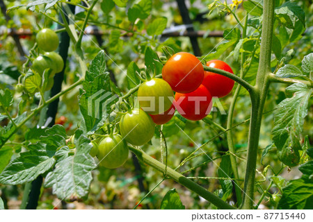  Mini Tomato 87715440