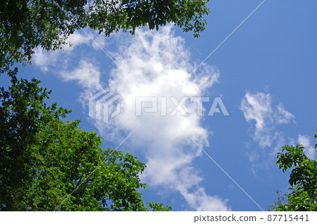 Fresh green and refreshing May sky Fresh green and refreshing May sky 87715441
