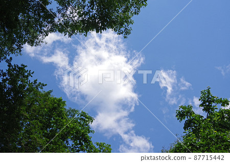 Fresh green and refreshing May sky 87715442