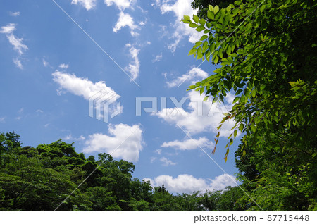 清新的綠色和清爽的五月天空 清新的綠色和清爽的五月天空 87715448