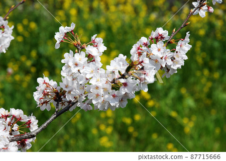 櫻花和油菜花 87715666