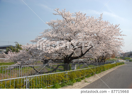 Sakura in full bloom on the Kamo River, Kyoto City Sakura in full bloom on the Kamo River, Kyoto City 87715668