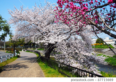 京都市山科區山科川的櫻花 京都市山科區山科川的櫻花 87715669