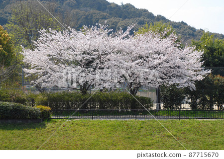 京都市山科區山科川的櫻花 京都市山科區山科川的櫻花 87715670