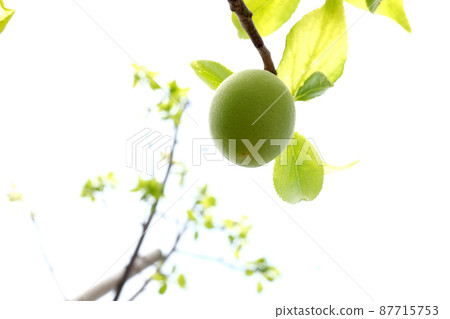 Blue plum fruit Blue plum fruit 87715753