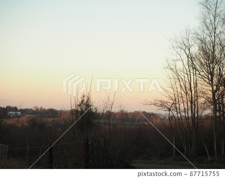 Forest dyed in the sunset of Heartfield 87715755