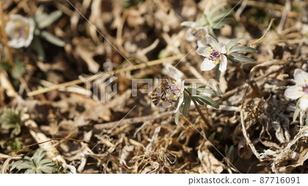 Two horned honeybees sucking honey from Seto 87716091