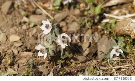Two horned honeybees sucking honey from Seto 87716098