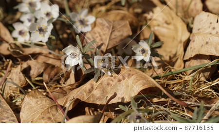 Two horned honeybees sucking honey from Seto 87716135