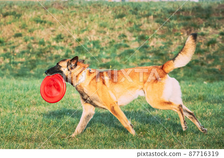 Malinois Dog Play Running With Plate Toy Outdoor In Park. Belgian Sheepdog Are Active, Intelligent, Friendly, Protective, Alert And Hard-working. Belgium, Chien De Berger Belge Dog 87716319