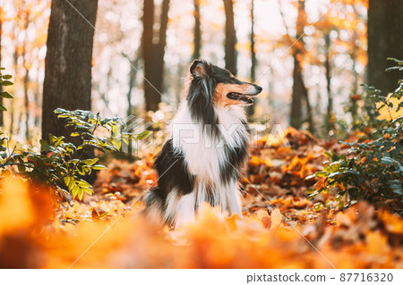 Tricolor Rough Collie, Funny Scottish Collie, Long-haired Collie, English Collie, Lassie Dog Outdoors In Autumn Day. Portrait Tricolor Rough Collie, Funny Scottish Collie, Long-haired Collie, English Collie, Lassie Dog Outdoors In Autumn Day. Portrait 87716320