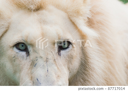 Closeup beautiful portrait of an African Lion. Closeup beautiful portrait of an African Lion. 87717014
