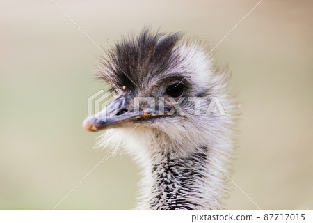 Ostrich head close up, autumn weather park outdoors Ostrich head close up, autumn weather park outdoors 87717015