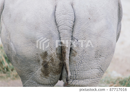 Ass of hippo with shit as nice animal texture Ass of hippo with shit as nice animal texture 87717016