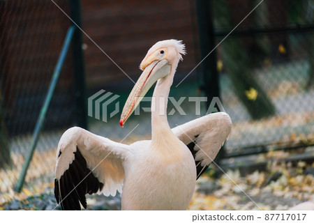 A closeup shot of a cute pelican bird near the pond in the zoo 87717017