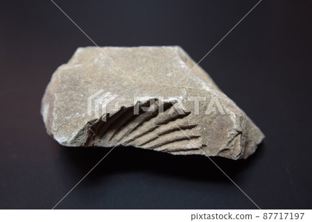 德島縣上勝的三角龍化石 87717197