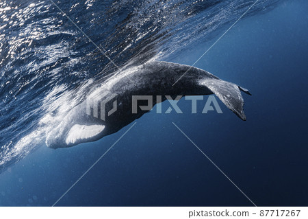 駝背鯨兒 87717267