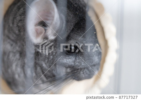 Standard gray chinchilla Standard gray chinchilla 87717327