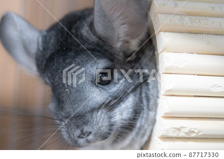 Standard gray chinchilla Standard gray chinchilla 87717330