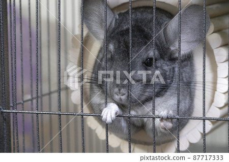 Standard gray chinchilla Standard gray chinchilla 87717333