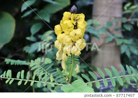 Blooming landscape of Koyashi Senna with green leaves and yellow petals 87717407