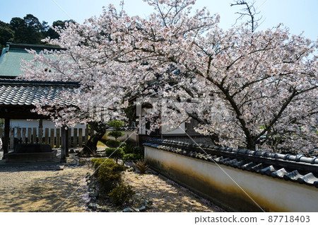 春天立花寺（奈良） 87718403