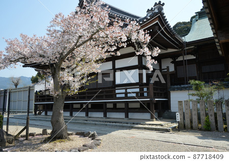 春天立花寺（奈良） 87718409