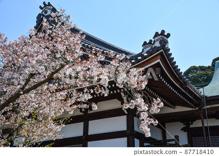 春天立花寺（奈良） 87718410