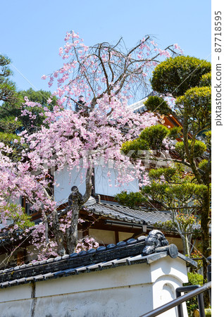 Spring Okadera (Nara Prefecture) Spring Okadera (Nara Prefecture) 87718595