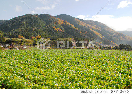 秋天的京都大原京都都市大原 秋天的京都大原京都都市大原 87718680