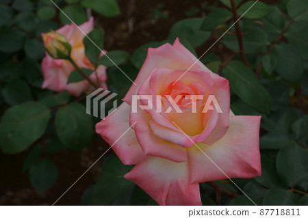 rose	 87718811