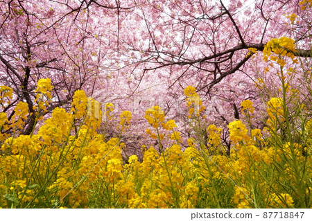 Kawazu cherry tree and rape blossoms at Matsuda mountain 87718847