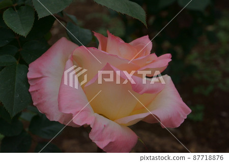 rose	 87718876