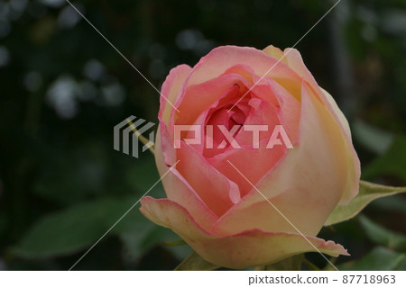 rose rose 87718963