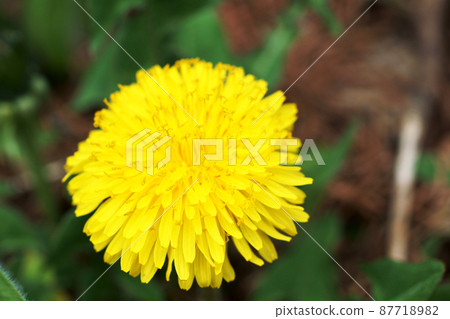  蒲公英 87718982