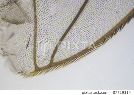 Housefly feather microscope image Housefly feather microscope image 87719314