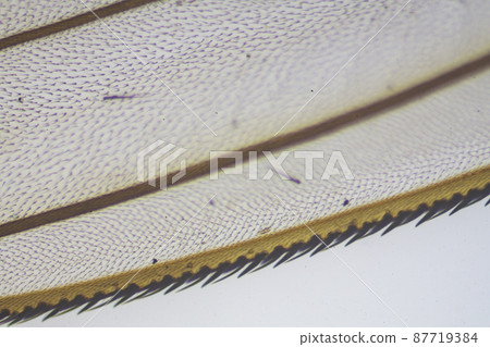 家蠅羽毛顯微鏡圖像 87719384