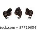 Three black chicks posing in front of a white background 87719654