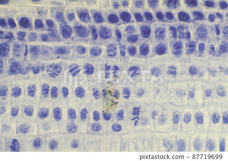 植物細胞有絲分裂顯微圖像 植物細胞有絲分裂顯微圖像 87719699
