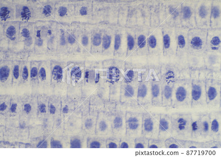 Mitosis of plant cells microscopic image 87719700