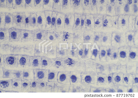 Mitosis of plant cells microscopic image 87719702