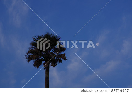 天空和早晨的月亮 87719937