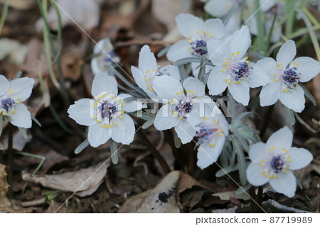 Spring fairy season 87719989