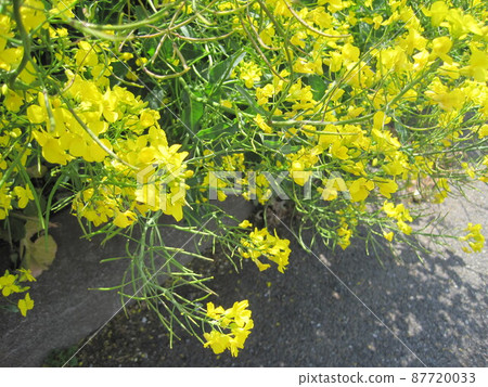 Rape blossoms 87720033