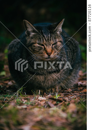 Brown stray cat Brown stray cat 87720116