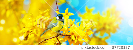 Great tit sitting on a tree branch in spring weather Great tit sitting on a tree branch in spring weather 87720327