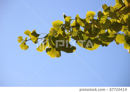 秋天的景色 87720419