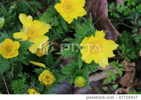 Adonis ramosa,一朵預示春天的花 Adonis ramosa,一朵預示春天的花 87720427