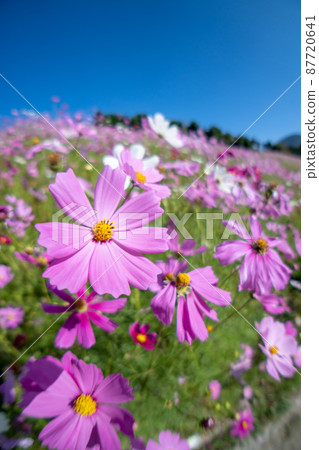 波斯菊領域秋天圖像 87720641